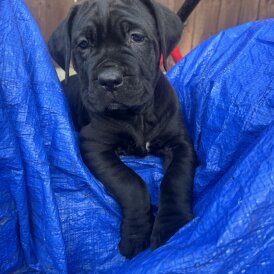 Cane Corso