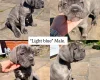 Cane Corso