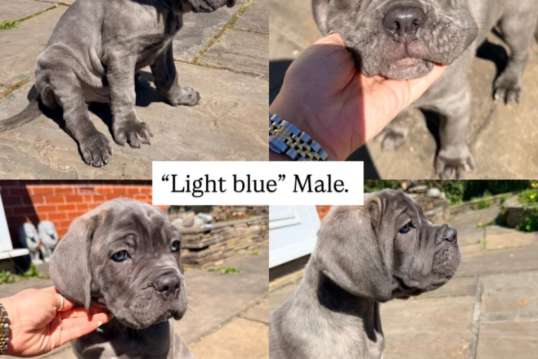 Cane Corso