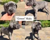 Cane Corso