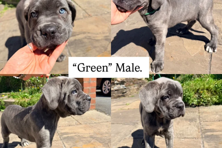 Cane Corso