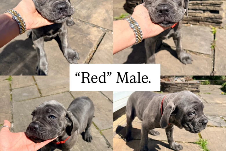 Cane Corso