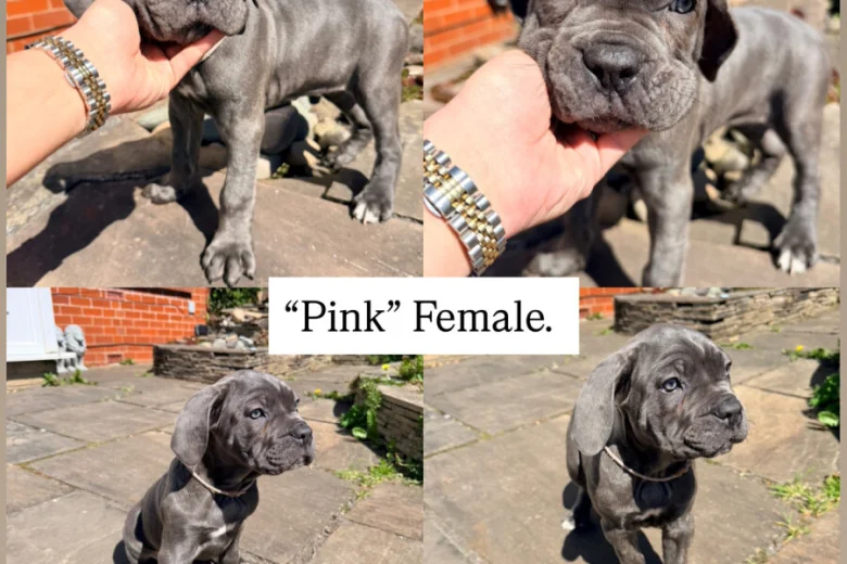 Cane Corso