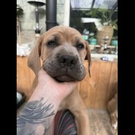 Cane Corso