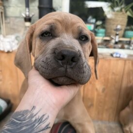 Cane Corso
