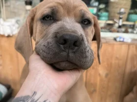 Cane Corso