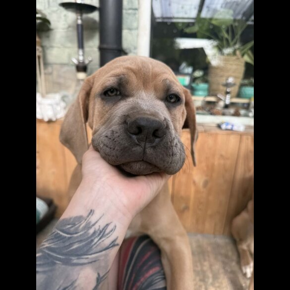 Cane Corso
