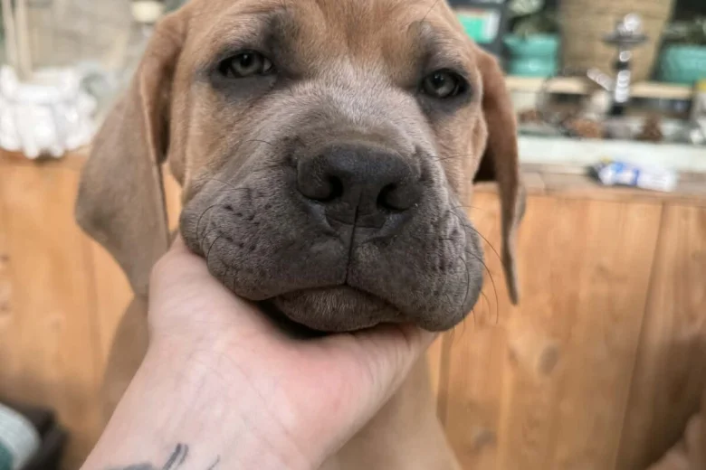 Cane Corso