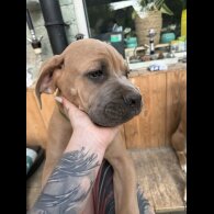 Cane Corso