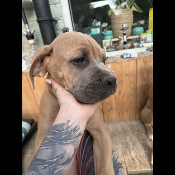 Cane Corso