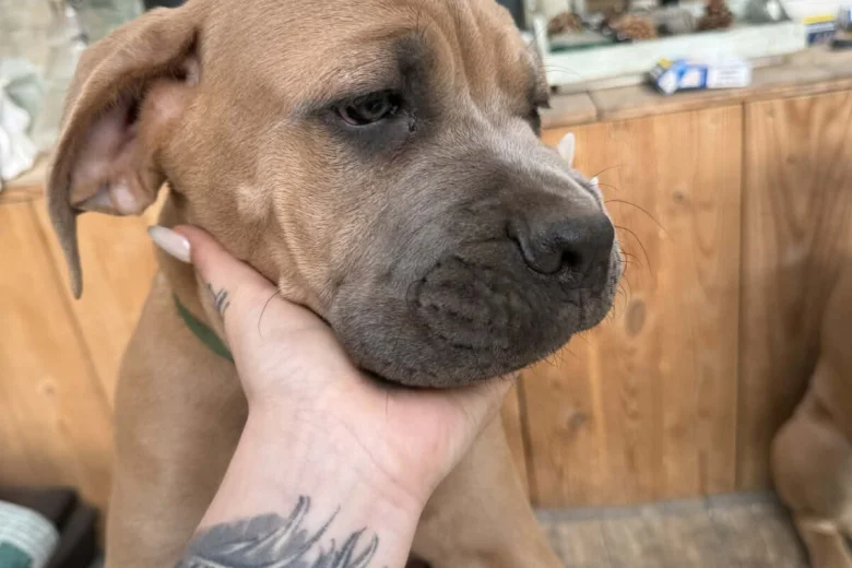 Cane Corso