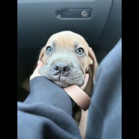 Cane Corso