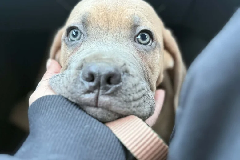 Cane Corso
