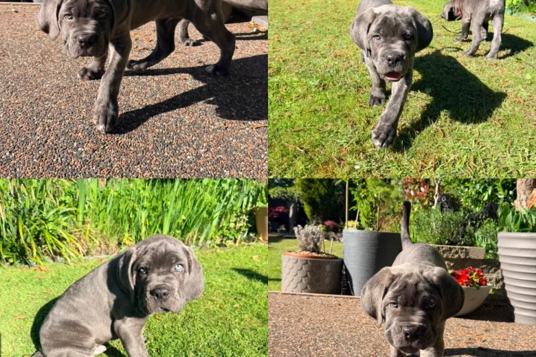 Cane Corso