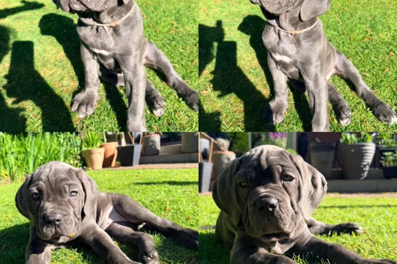 Cane Corso