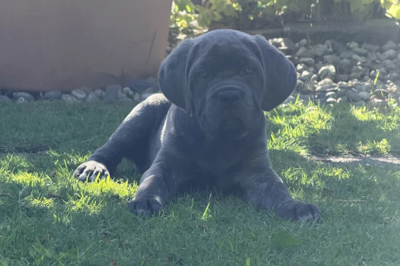 Cane Corso