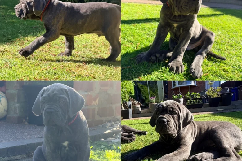 Cane Corso