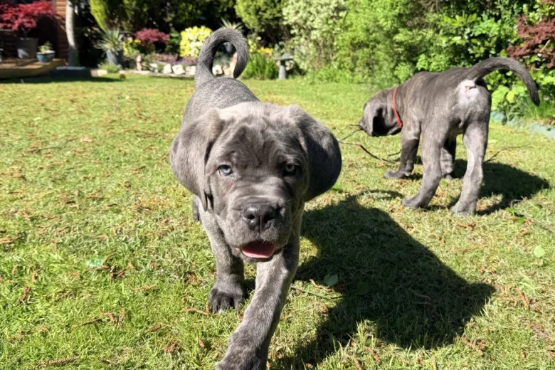 Cane Corso