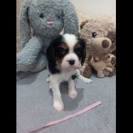 Cavalier King Charles Spaniel