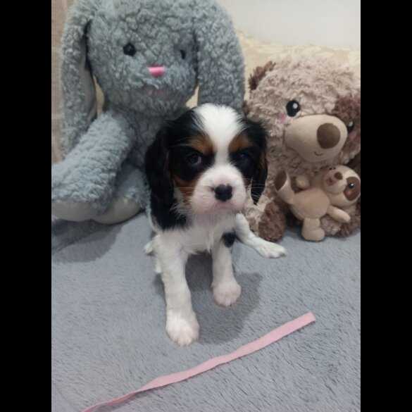 Cavalier King Charles Spaniel