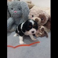Cavalier King Charles Spaniel