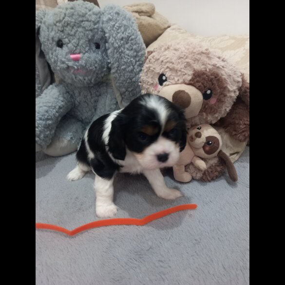 Cavalier King Charles Spaniel