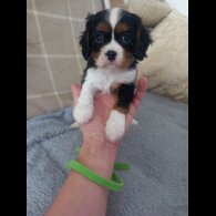 Cavalier King Charles Spaniel