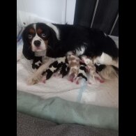 Cavalier King Charles Spaniel