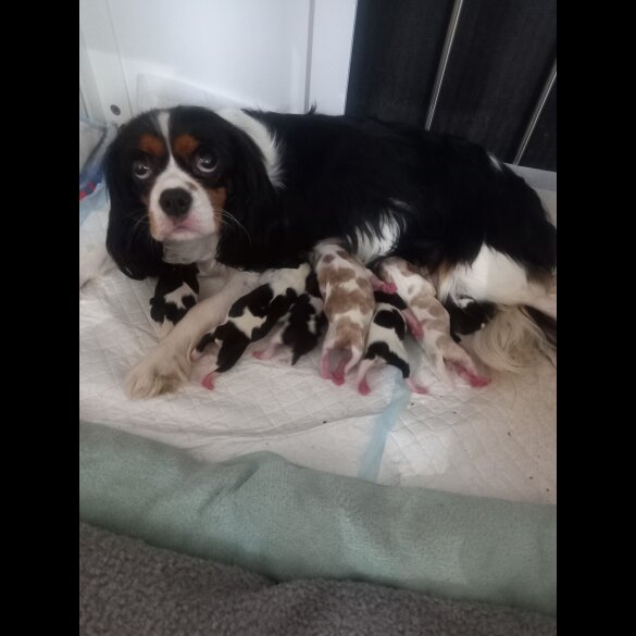 Cavalier King Charles Spaniel