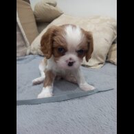 Cavalier King Charles Spaniel