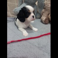 Cavalier King Charles Spaniel