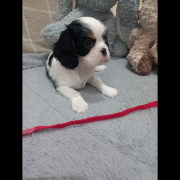 Cavalier King Charles Spaniel