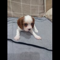 Cavalier King Charles Spaniel