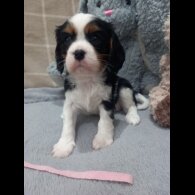 Cavalier King Charles Spaniel
