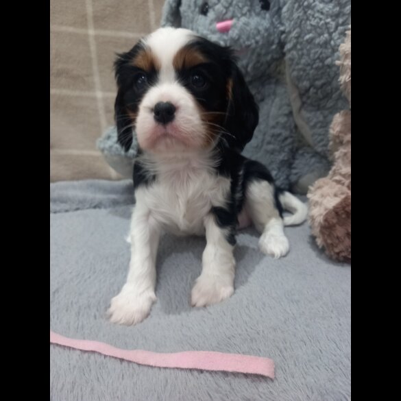 Cavalier King Charles Spaniel