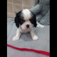 Cavalier King Charles Spaniel