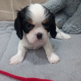 Cavalier King Charles Spaniel