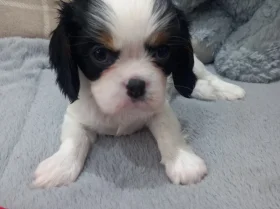 Cavalier King Charles Spaniel