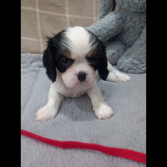 Cavalier King Charles Spaniel