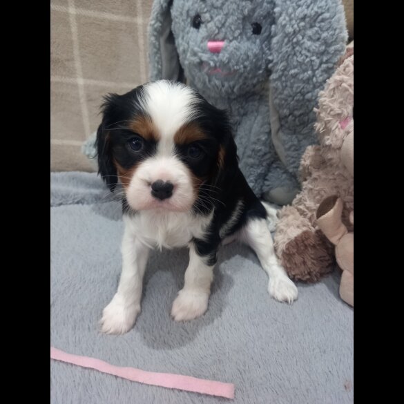 Cavalier King Charles Spaniel