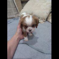 Cavalier King Charles Spaniel