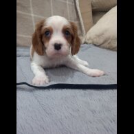 Cavalier King Charles Spaniel