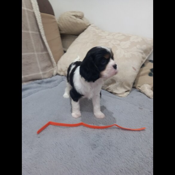 Cavalier King Charles Spaniel