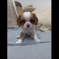 Cavalier King Charles Spaniel