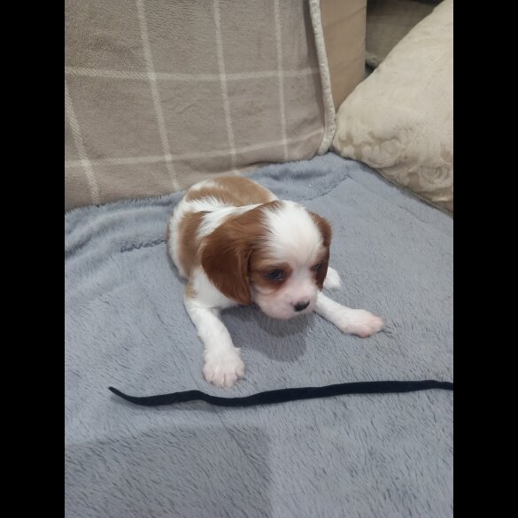 Cavalier King Charles Spaniel