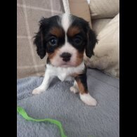 Cavalier King Charles Spaniel