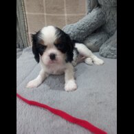 Cavalier King Charles Spaniel