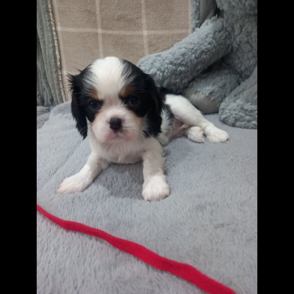 Cavalier King Charles Spaniel