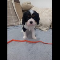 Cavalier King Charles Spaniel