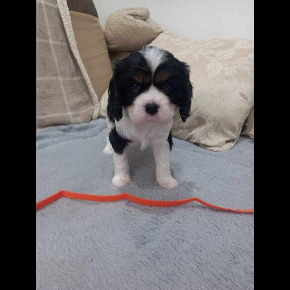 Cavalier King Charles Spaniel